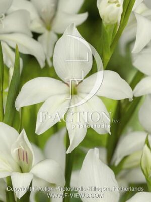 botanic stock photo Gladiolus