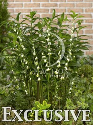 botanic stock photo Disporopsis