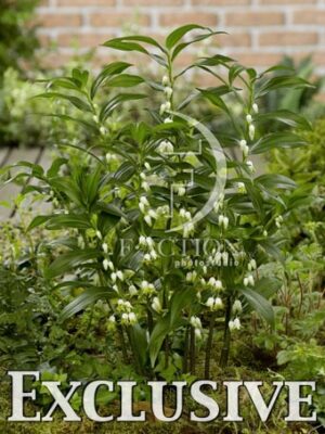 botanic stock photo Disporopsis