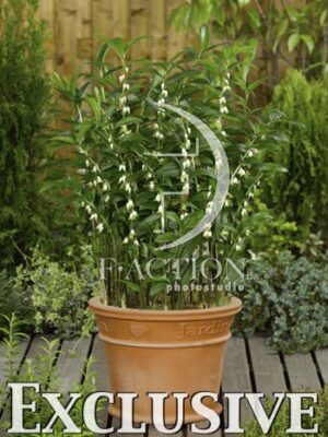 botanic stock photo Disporopsis