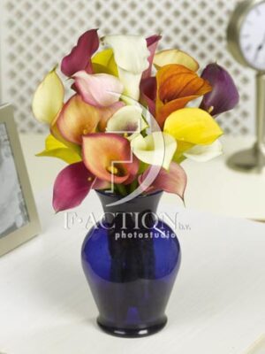 botanic stock photo Zantedeschia