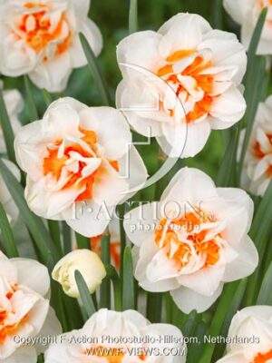 Flower Parade