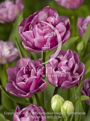 botanic stock photo Tulipa