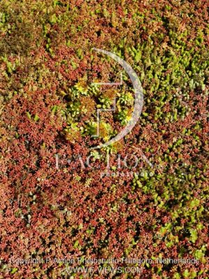 botanic stock photo Sedum