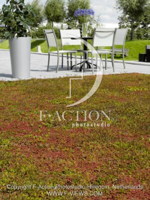 botanic stock photo Sedum