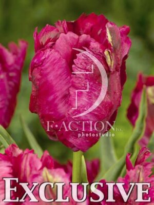 botanic stock photo Tulipa