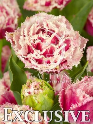 botanic stock photo Tulipa