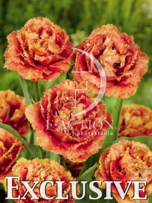 botanic stock photo Tulipa