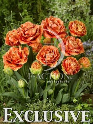botanic stock photo Tulipa