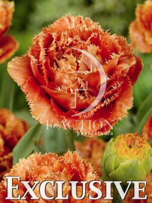 botanic stock photo Tulipa