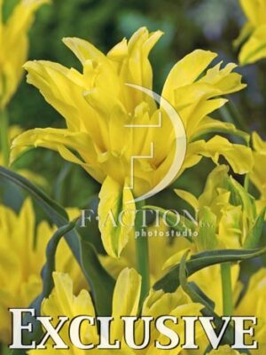 botanic stock photo Tulipa