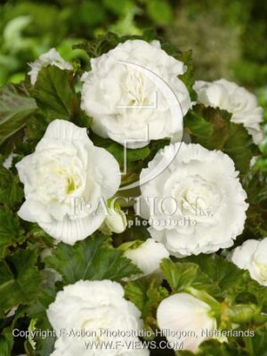 botanic stock photo Begonia