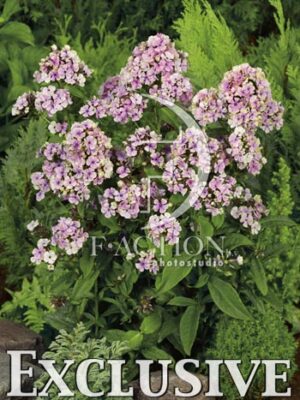 botanic stock photo Phlox