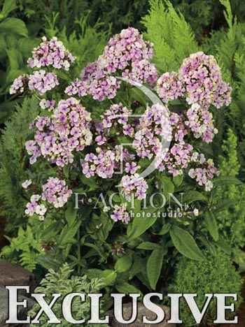 botanic stock photo Phlox