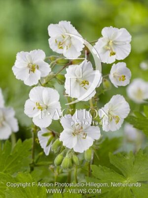 botanic stock photo Geranium