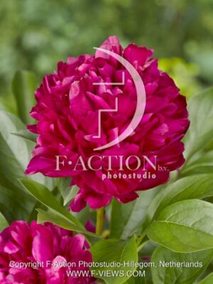 botanic stock photo Paeonia