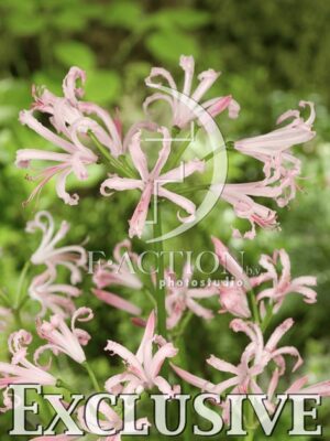 botanic stock photo Nerine