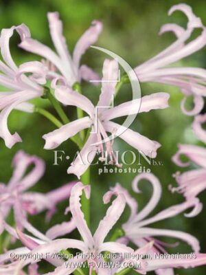 botanic stock photo Nerine