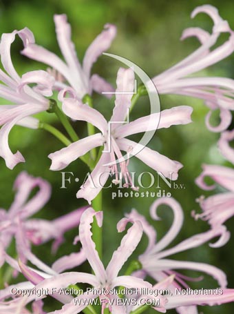 botanic stock photo Nerine