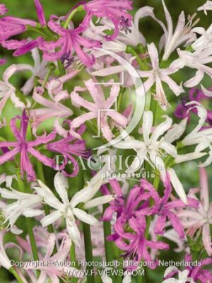 botanic stock photo Nerine