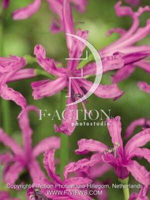 botanic stock photo Nerine