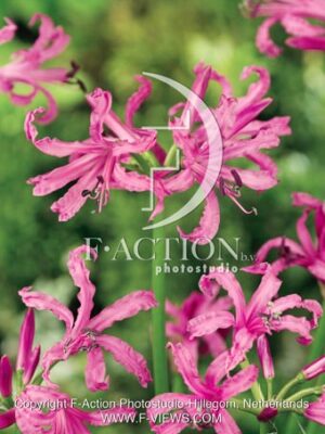 botanic stock photo Nerine