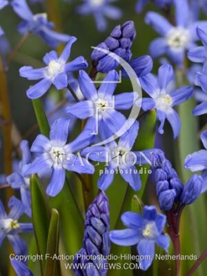 botanic stock photo Chionodoxa