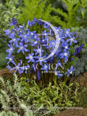 botanic stock photo Chionodoxa