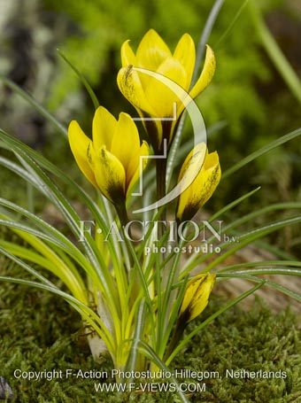 botanic stock photo Crocus
