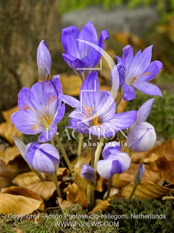 botanic stock photo Crocus