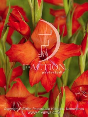 botanic stock photo Gladiolus