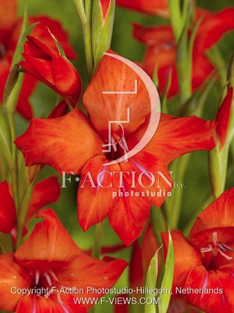 botanic stock photo Gladiolus