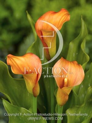 botanic stock photo Zantedeschia