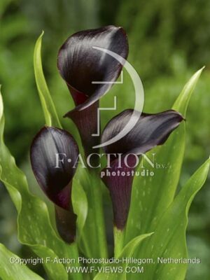 botanic stock photo Zantedeschia