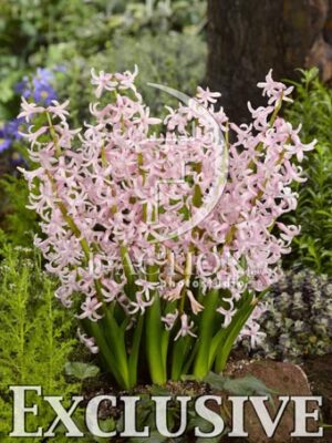 botanic stock photo Hyacinthus