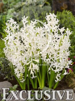 botanic stock photo Hyacinthus