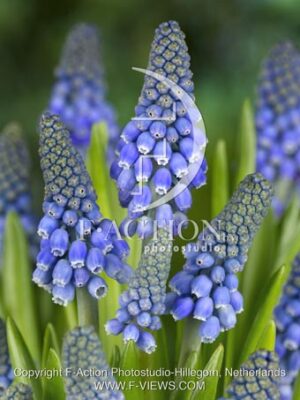 botanic stock photo Muscari