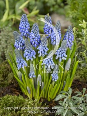 botanic stock photo Muscari