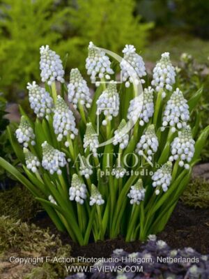 botanic stock photo Muscari