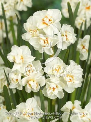 botanic stock photo Narcissus