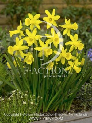 botanic stock photo Narcissus