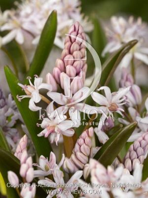 botanic stock photo Scilla