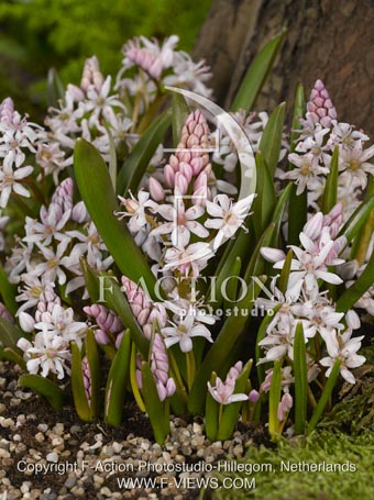 botanic stock photo Scilla