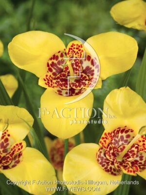 botanic stock photo Tigridia