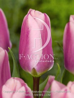 botanic stock photo Tulipa
