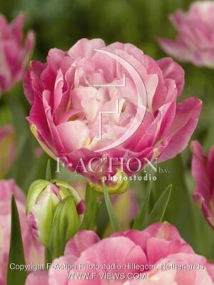 botanic stock photo Tulipa