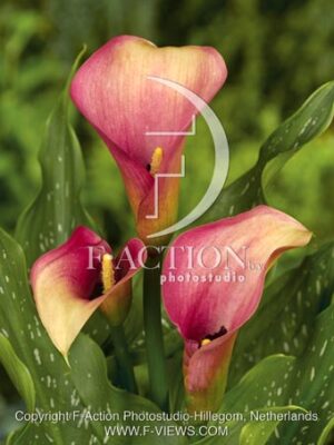 botanic stock photo Zantedeschia