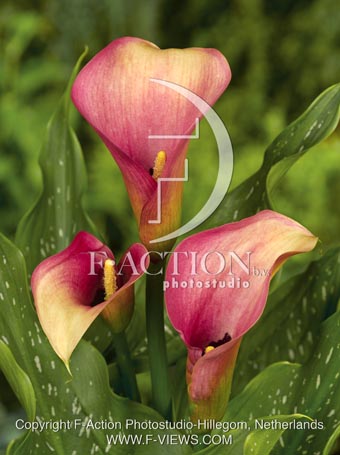 botanic stock photo Zantedeschia