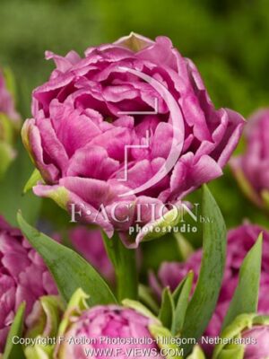 botanic stock photo Tulipa