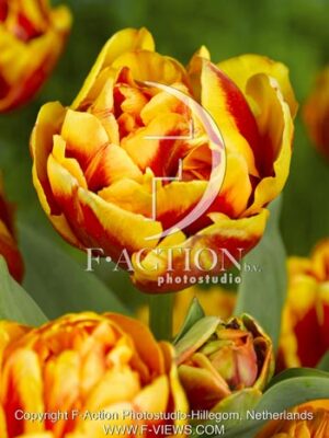 botanic stock photo Tulipa